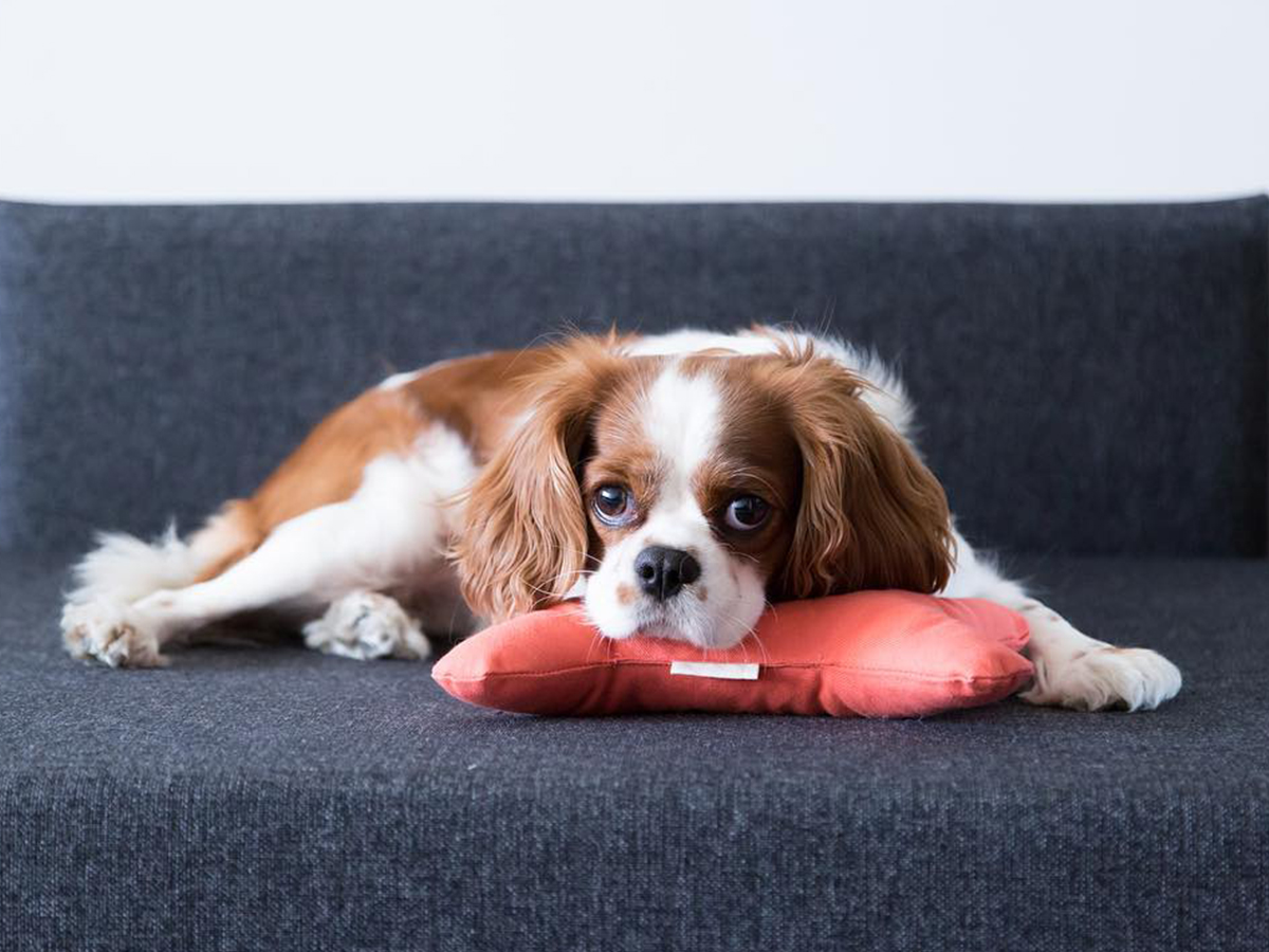 Photography Production